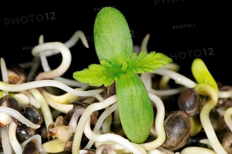 Fresh sprouts of hemp