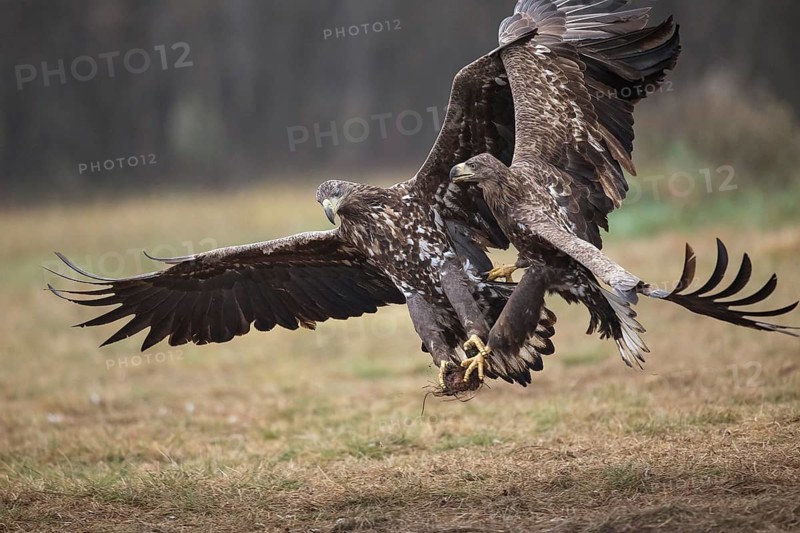 White-tailed eagle
