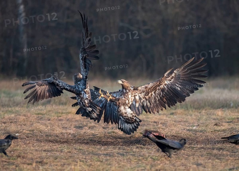 White-tailed eagle
