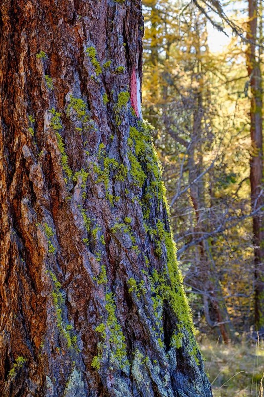 Autumn larch forest