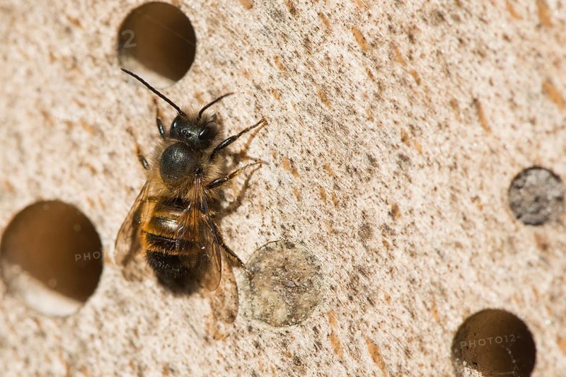Hornfaced bee