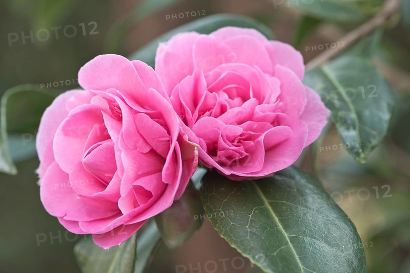 Japanese camellia
