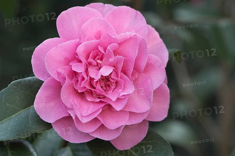 Japanese camellia