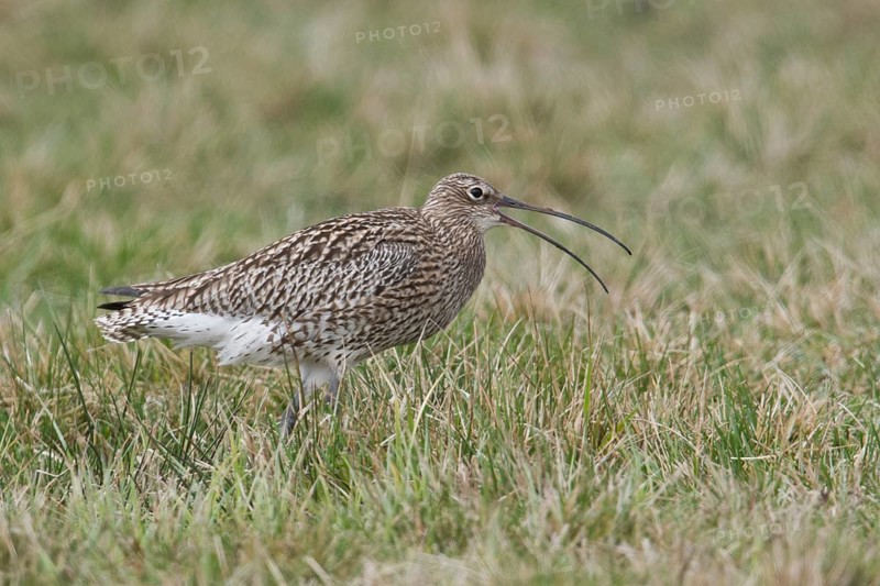 Eurasian curlew