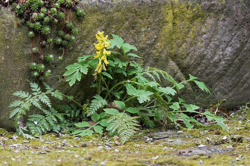 Rock corydalis