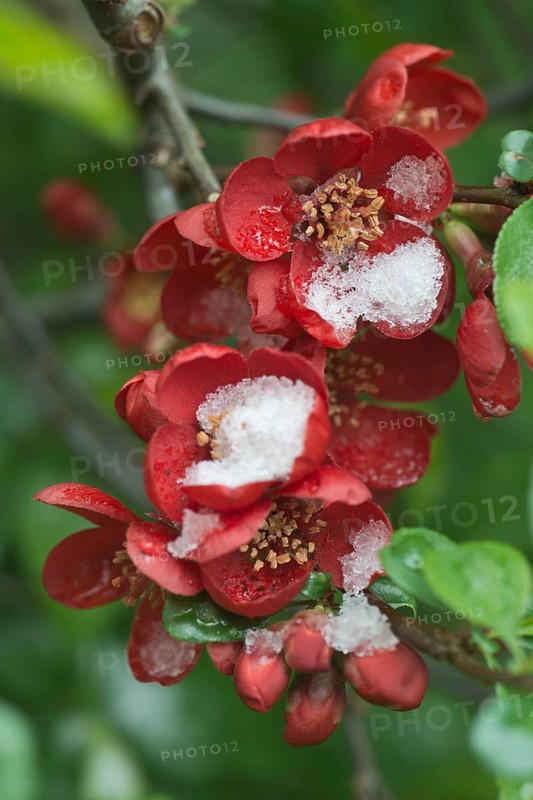 Ornamental quince