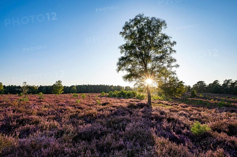 Heathland