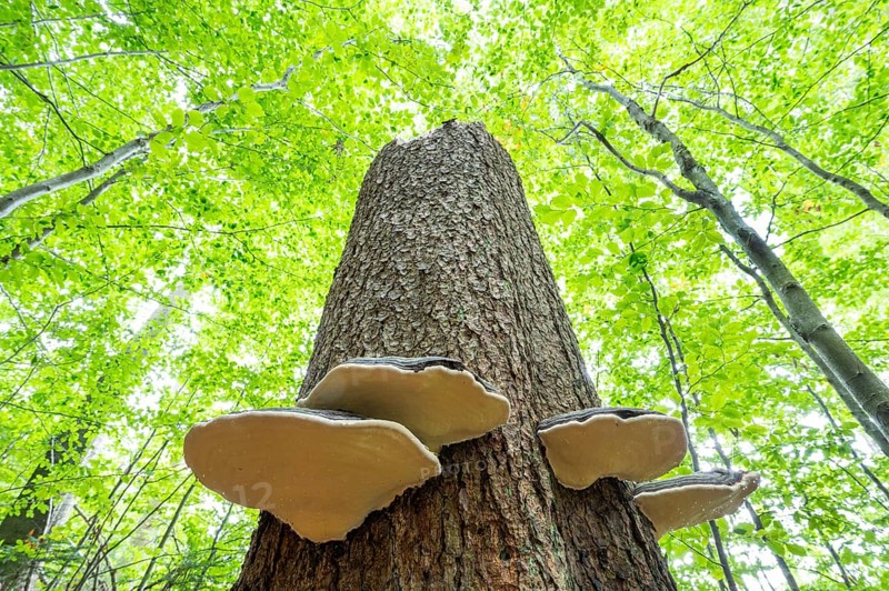 Red banded polypores