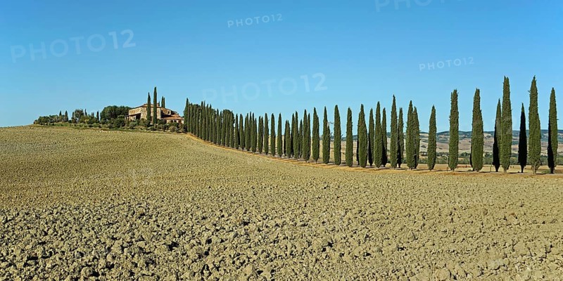 Poggio Covili estate with cypress