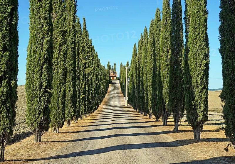 Cypress