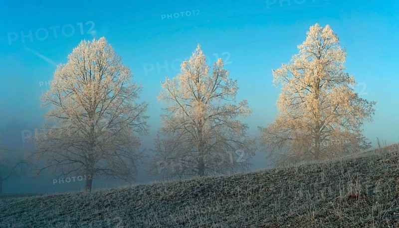 Trees with hoarfrost in winter landscape