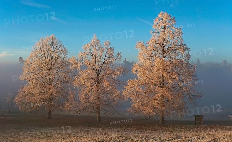 Trees with hoarfrost in winter landscape in the evening light
