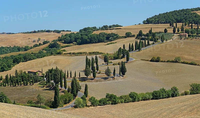 Cypress