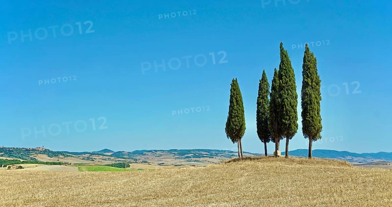 Cypress