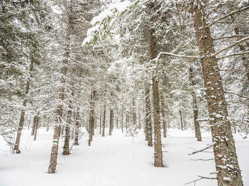 Winter landscape