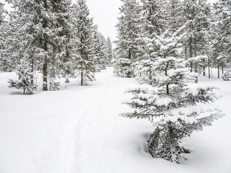 Winter landscape