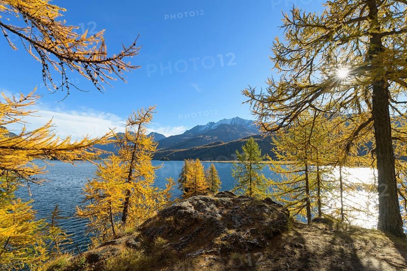 Lake Silsersee with colorful larch trees and sun in autumn