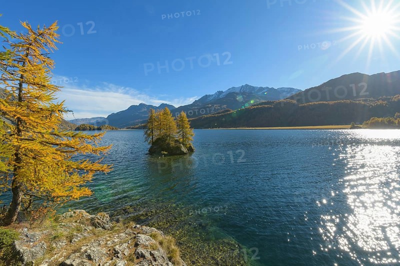 Lake Silsersee with colorful larch trees and sun in autumn