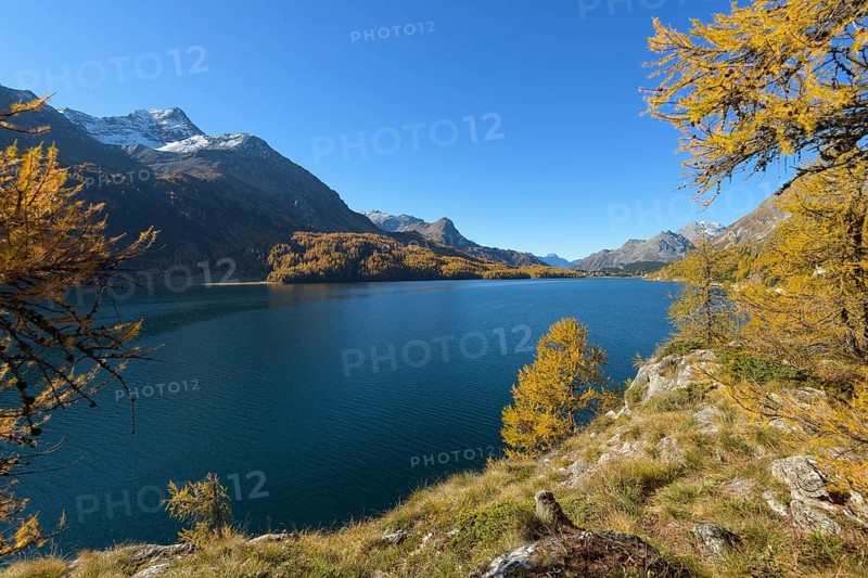 Lake Silsersee with colorful larch trees in autumn