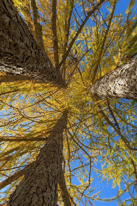 View in the tree tops of a larch tree forest in autumn