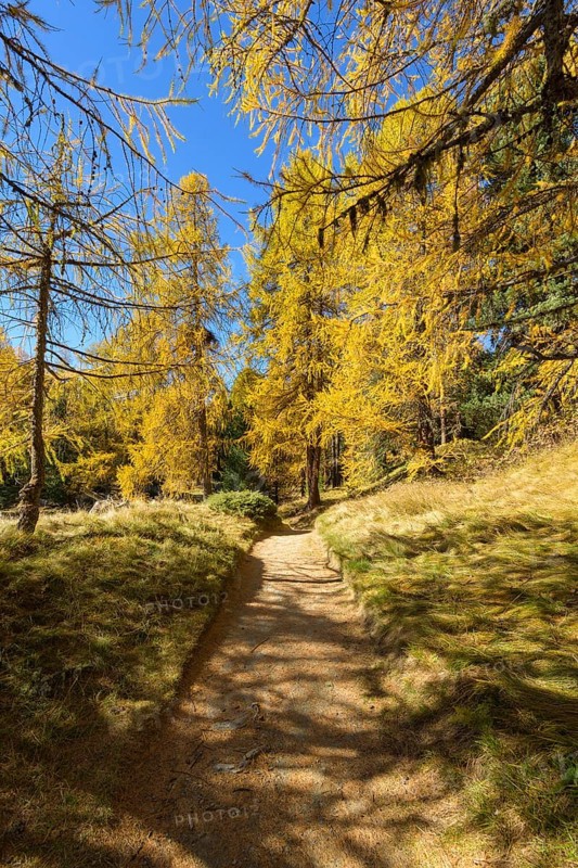 Path with colorful larch trees in autumn