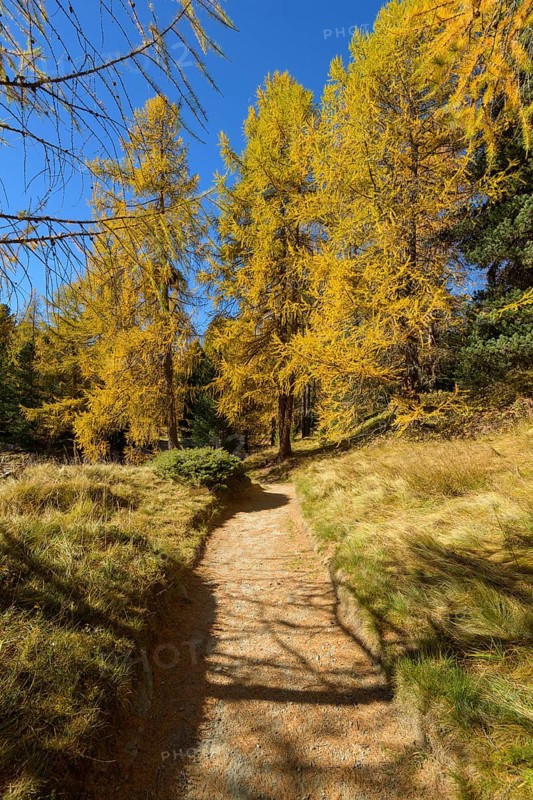 Path with colorful larch trees in autumn