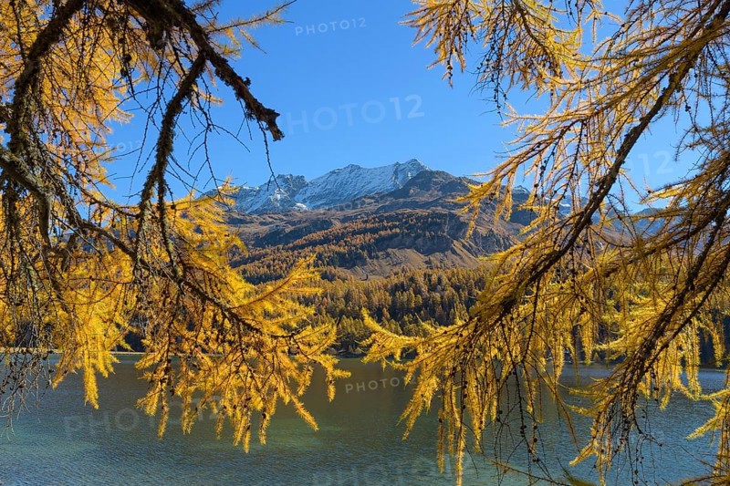 Lake Silsersee with colorful larch trees in autumn