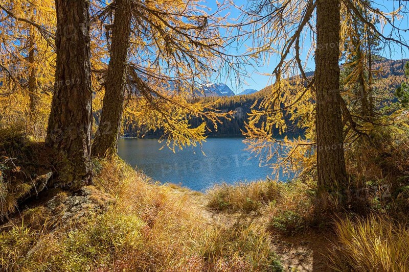 Lake Silsersee with colorful larch trees in autumn