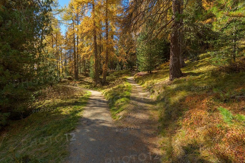 Forked path with colorful larch trees in autumn