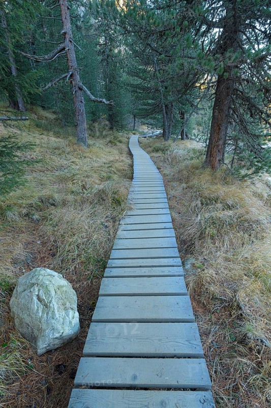 Boardwalk in mountain forest