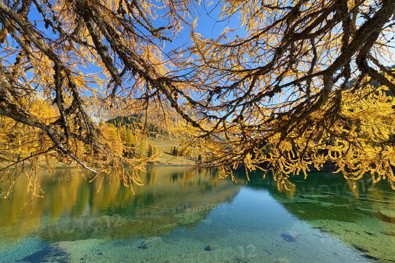 Mountain lake with larch trees in autumn