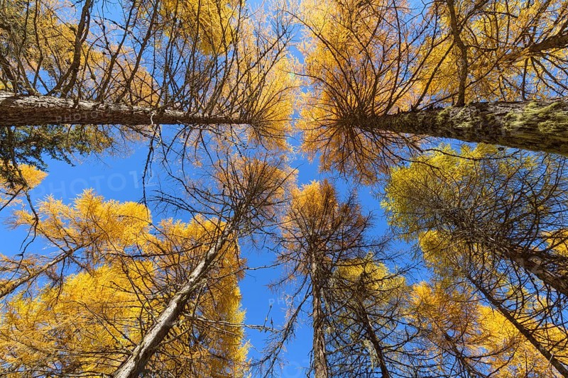 View in the tree tops of a larch tree forest in autumn