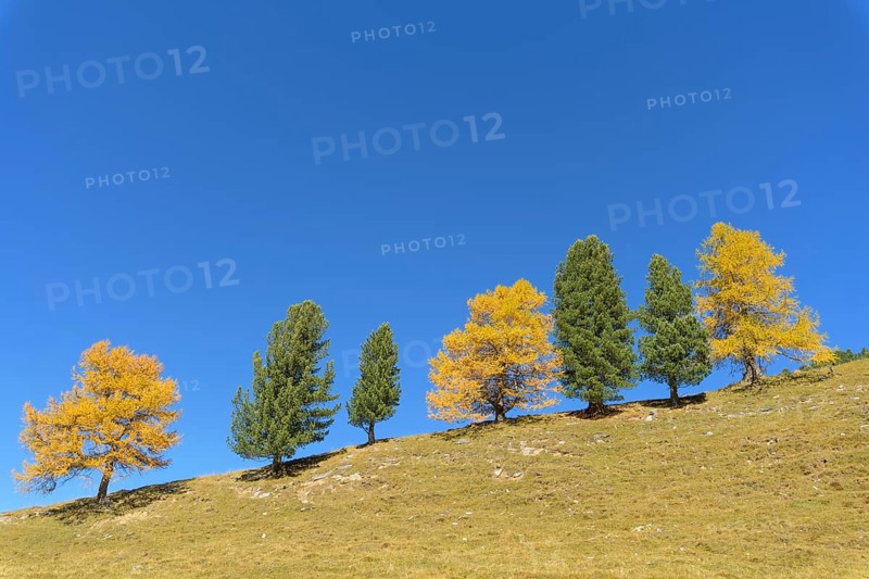 Larch trees in autumn