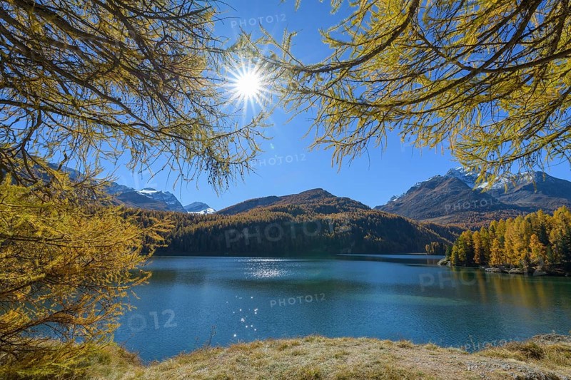 Lake Silsersee with colorful larch trees and sun in autumn