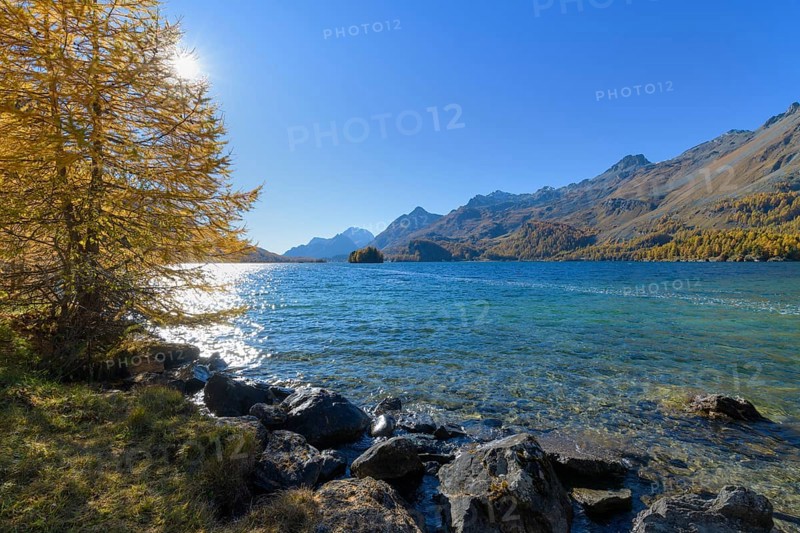 Lake Silsersee with colorful larch trees and sun in autumn