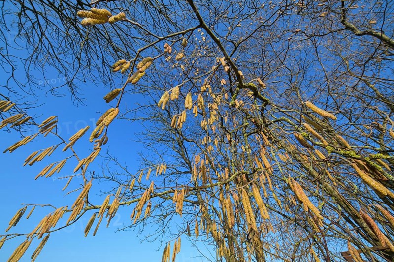 Hazel bush male catkins