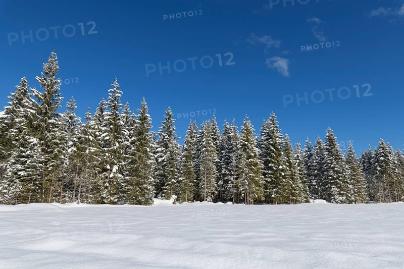 Winter landscape with forest