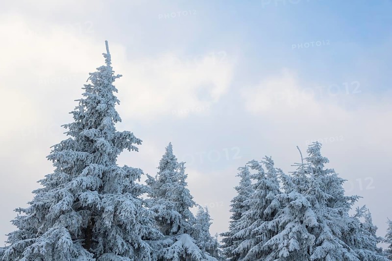 Snow covered fir trees on winter morning