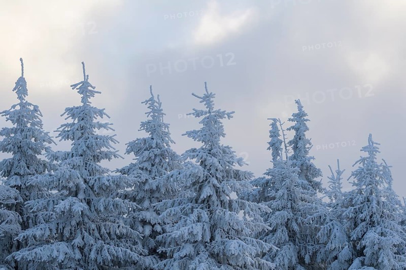 Snow covered fir trees on winter morning