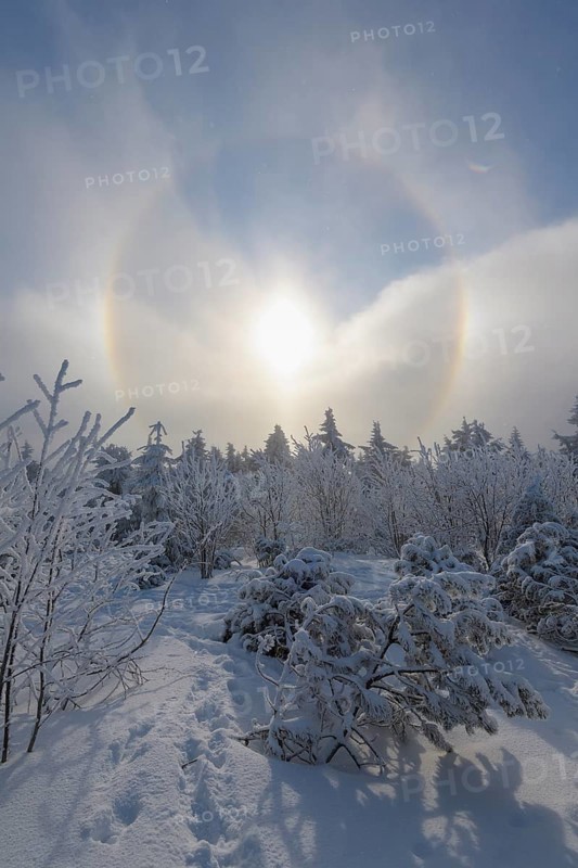 Snow covered coniferous trees with halo and sun in winter