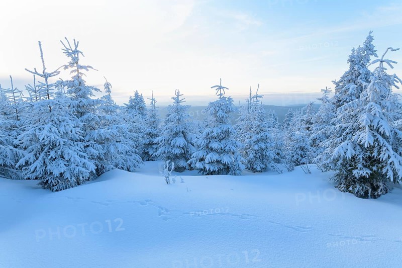 Snow covered coniferous trees at sunset in winter