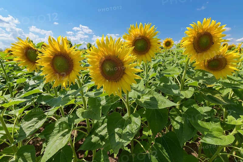 Blooming sunflower field in summer