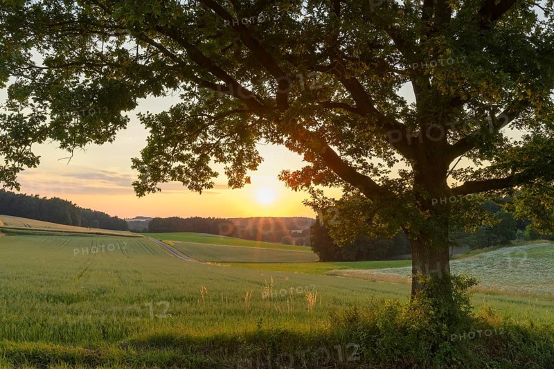 Old oak tree at sunset