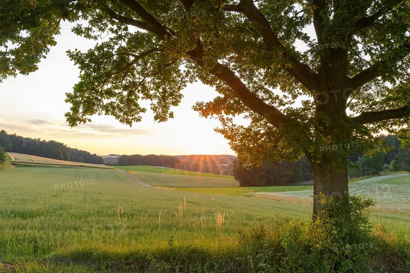 Old oak tree at sunset
