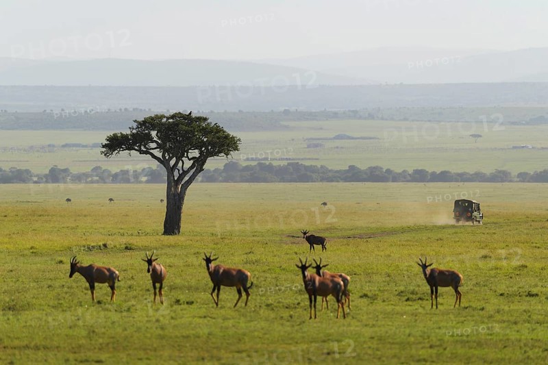 Savannah landscape with safari vehicle