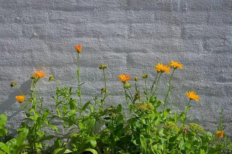 Yellow flowers in front of white brick wall