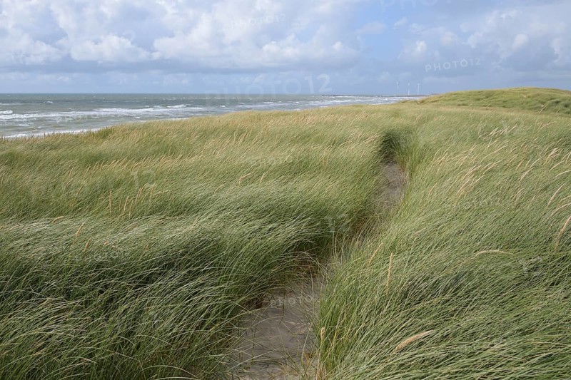 Dune landscape in the summer
