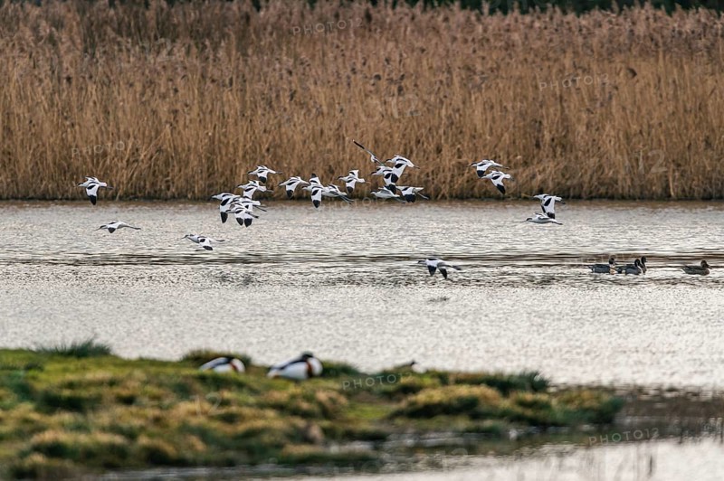 Pied Avocets and Eurasian Wigeons in a flight over Marshland, Devon, England, United Kingdom, Europe