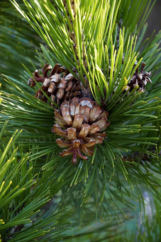Bosnian pine