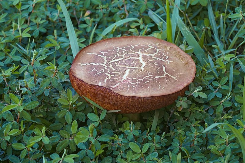 Suede bolete